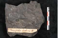 Foto (Detailansicht) von Thinnfeldia australis Ettingshausen (NHMW-GEO-2024-0188-10311)